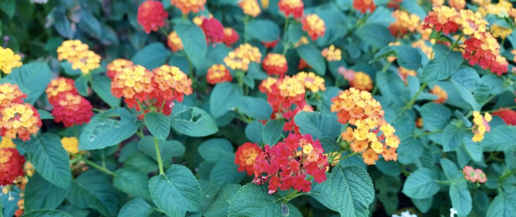 Lantana camara in bloom. Blooms are a range of bright yellow, orange and vibrant reds.