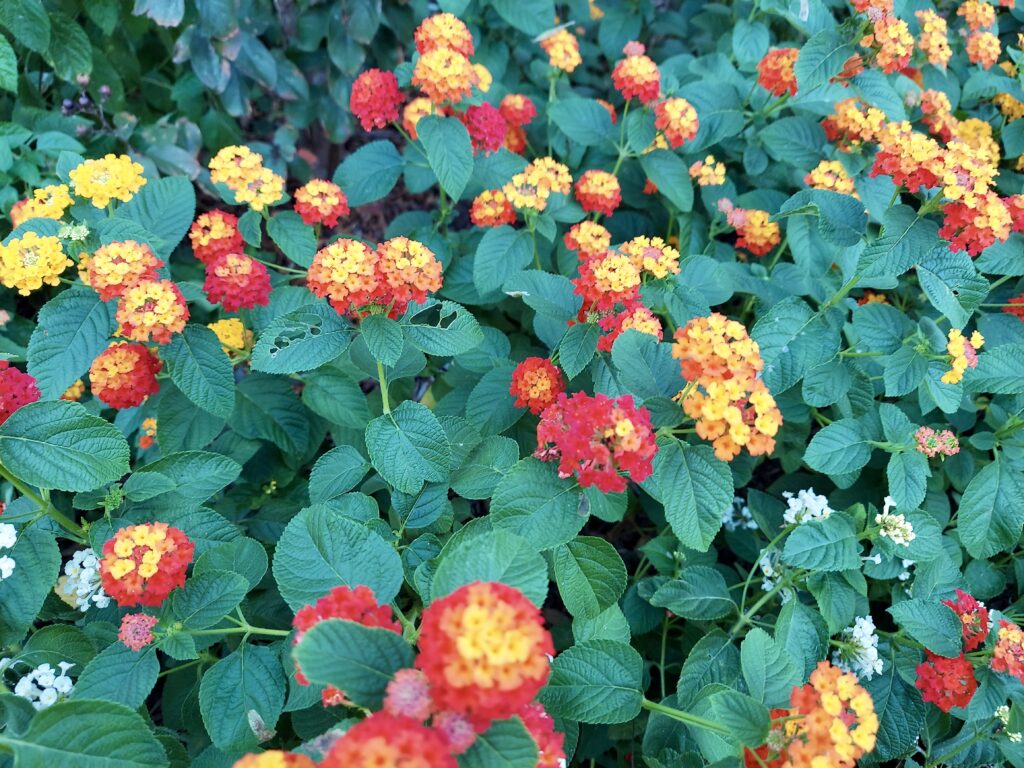 Lantana camara in bloom. Blooms are a range of bright yellow, orange and vibrant reds as well as some pale white and blue.