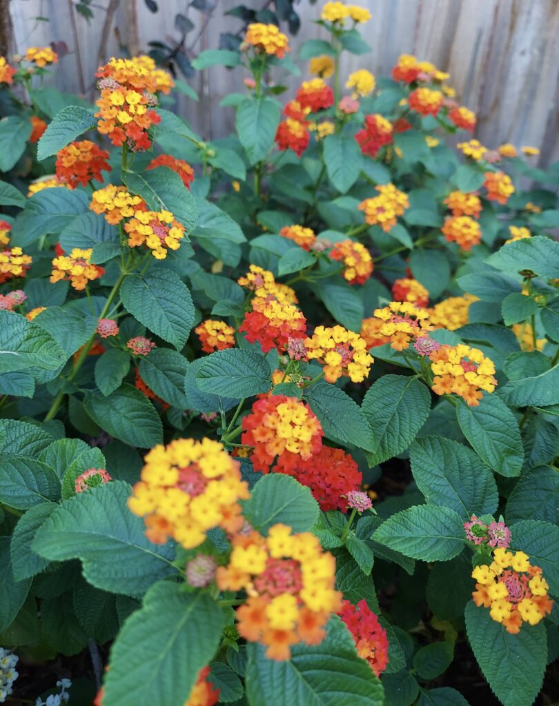 Lantana camara in bloom. Blooms are a range of bright yellow, orange and vibrant reds and green leafy foliage. 