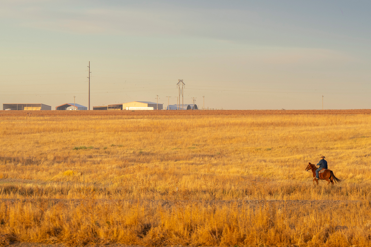 A man rides a brown horse across rangelands with a few buildings visible in the distance.