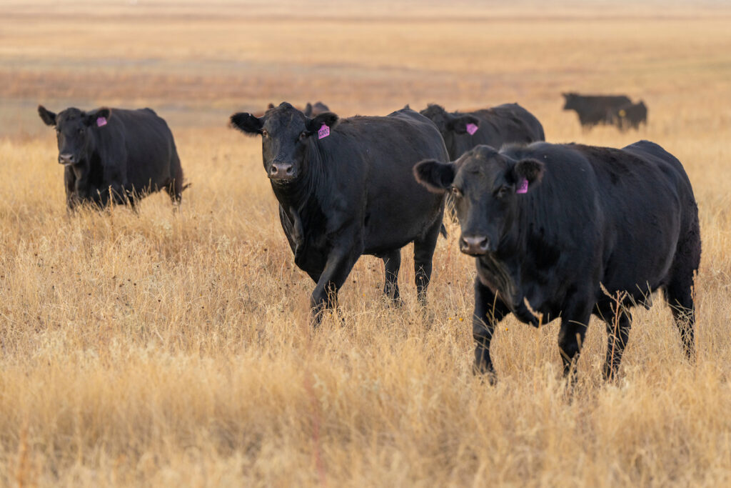 black cattle walk through a winter-browned grass in a pasture - cattle on dead grass may need trace mineral supplementation