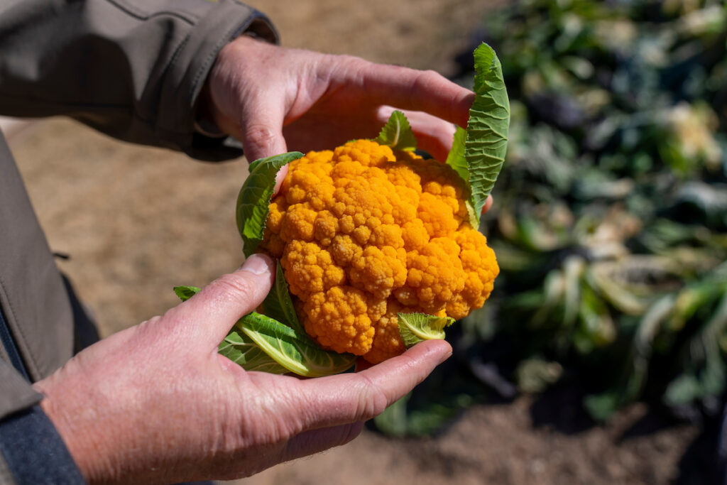 A farmer holds yellow cauliflower in his hands