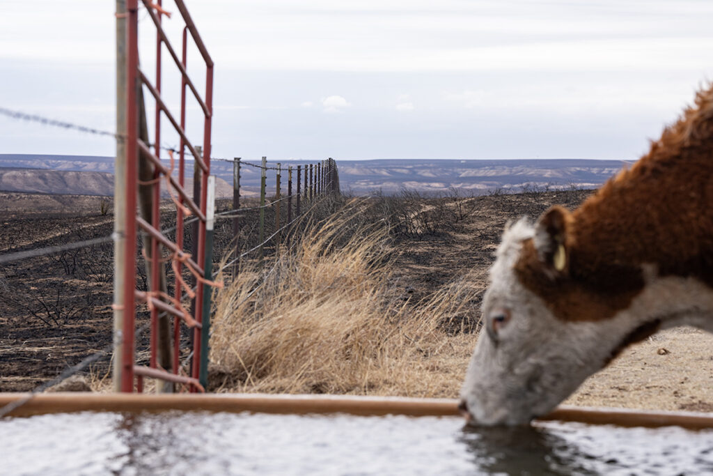 A cow drinks from a water tank with land burned by the Texas Panhandle fires in the background