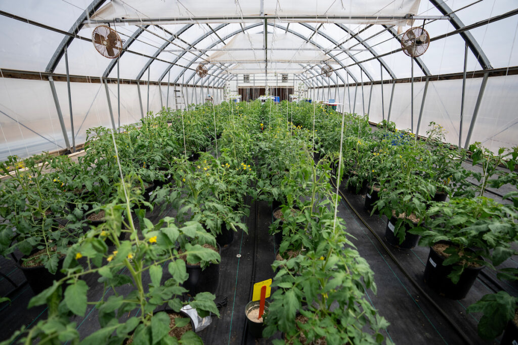 Rows of tomato plants in a greenhouse. 