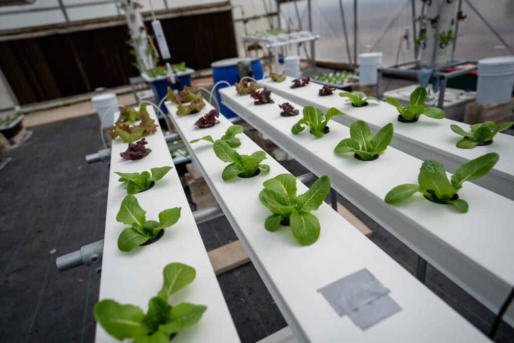 Plants in rows in an aquaponics unit. 