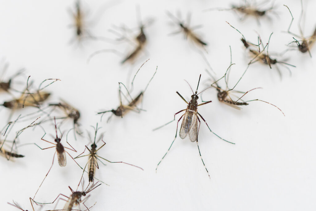 A collection of Aedes aegypti mosquito adults. They have a black and white body with white stripped legs.