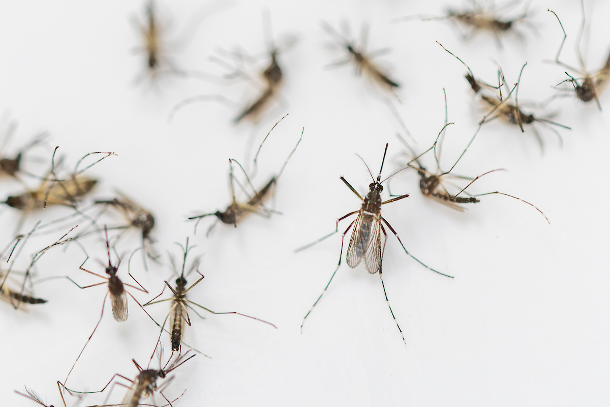 Mosquito season: How to control and prevent bites