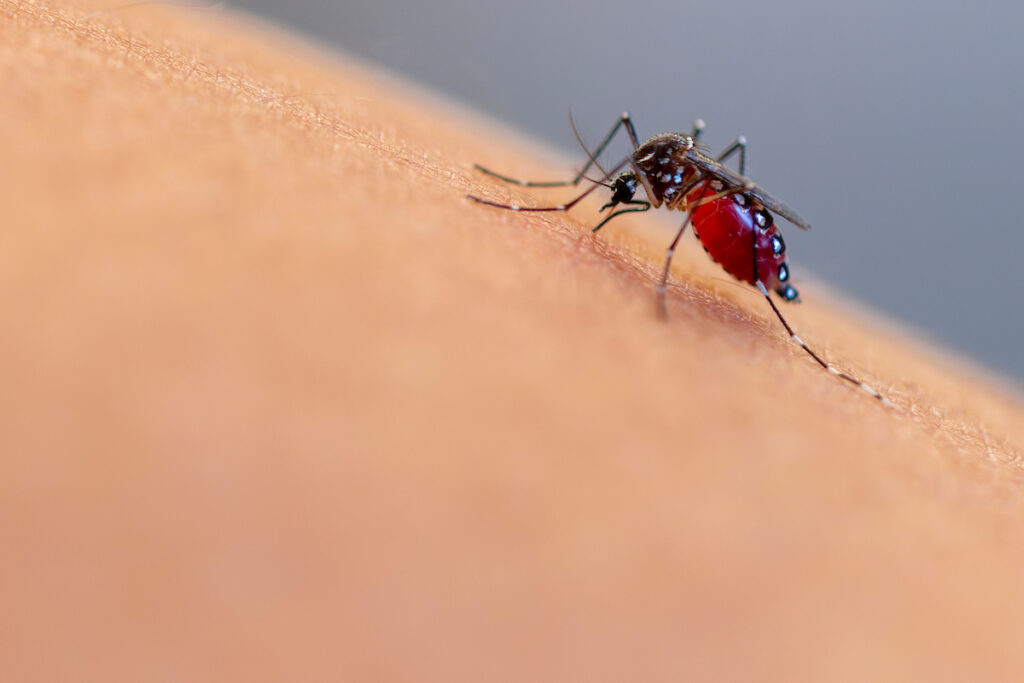 Mosquito biting a human and filling with blood. 