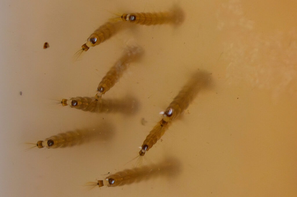 A collection of aedes aegypti mosquito larvae. They are yellow in color dn have a black marking near their tip.