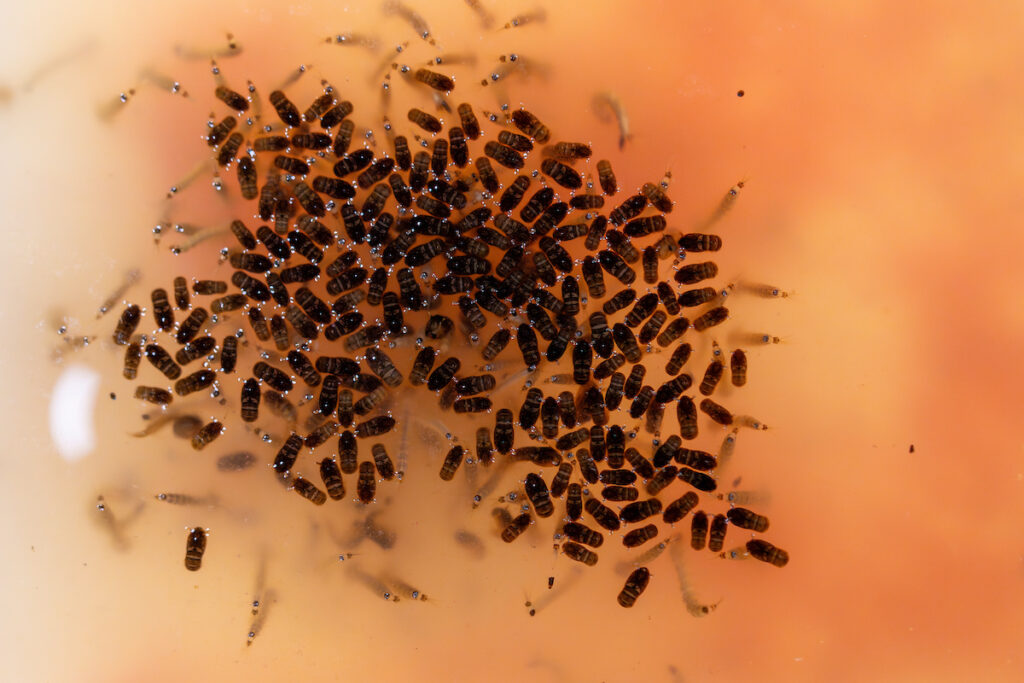 A collection of Aedes aegypti larvae and pupae. They are small and black. 