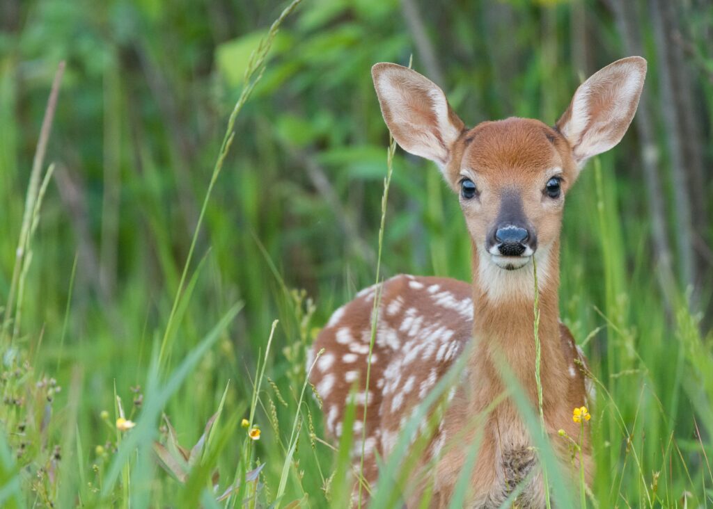 A juvenile white-tailed deer fawn stands in tall grass. 