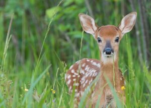 A juvenile white-tailed deer stands in tall grass.