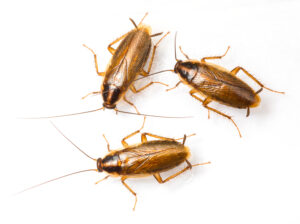 Three brown and tan German Cockroaches sitting on a while surface.