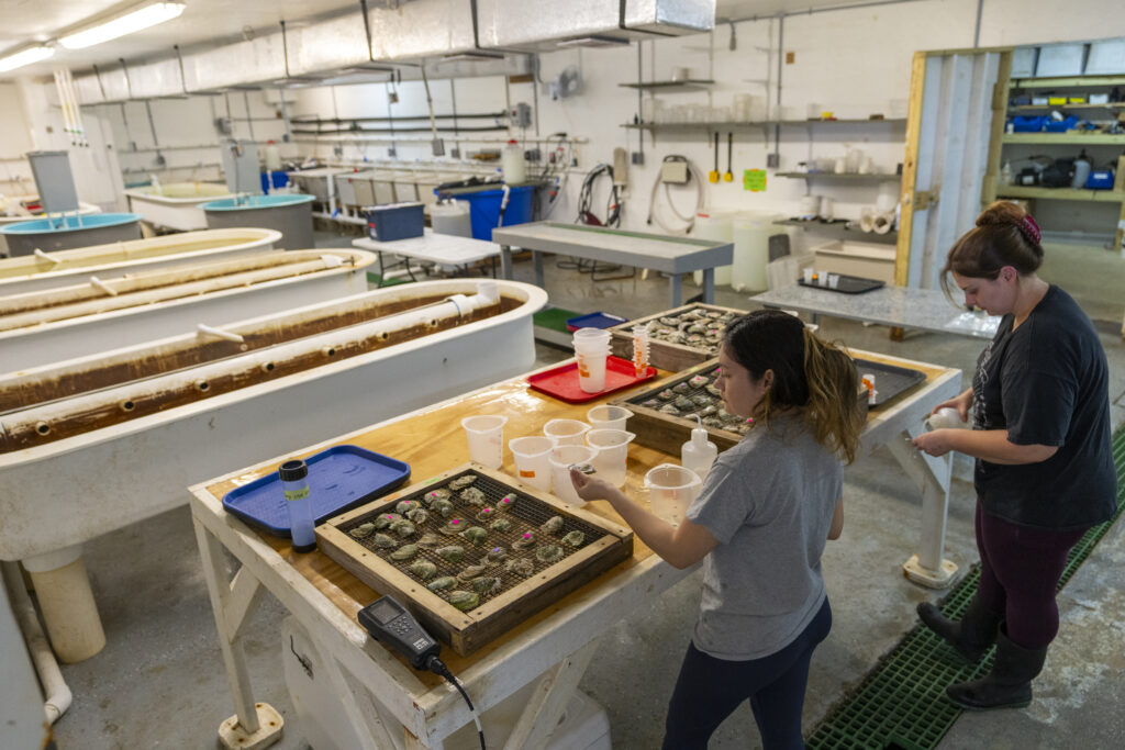 Two female researchers in a lab extracting gametes from oysters for oyster production at the AgriLife Research and Extension Center in Corpus Christi. 