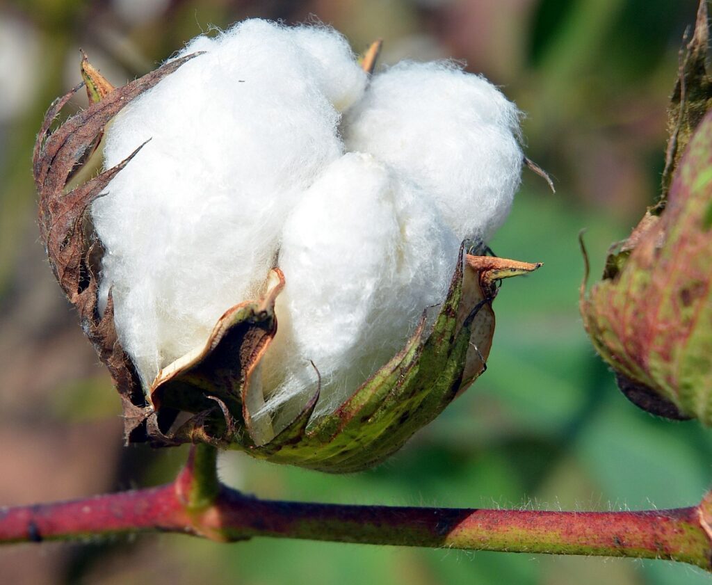 Closeup of cotton boll