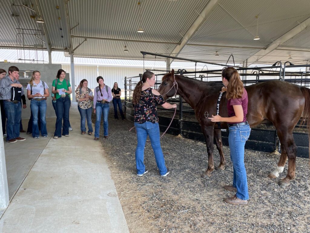A woman stands beside a horse with a heart monitor on it while another woman holds the horse and students stand in the background of the barn scene