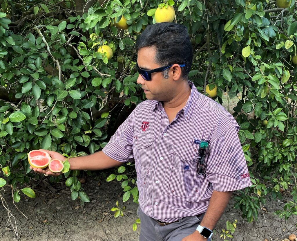 Kranthi Mandadi, Ph.D., in orchard at Weslaco center, holding grapefruit affected by citrus greening. He is wearing a maroon and white plaid shirt with the ATM logo on it and sunglasses