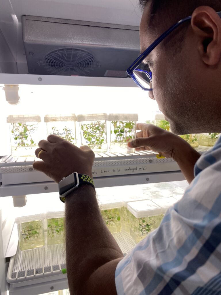 Kranthi Mandadi in laboratory looking at samples from his hairy root system technique 