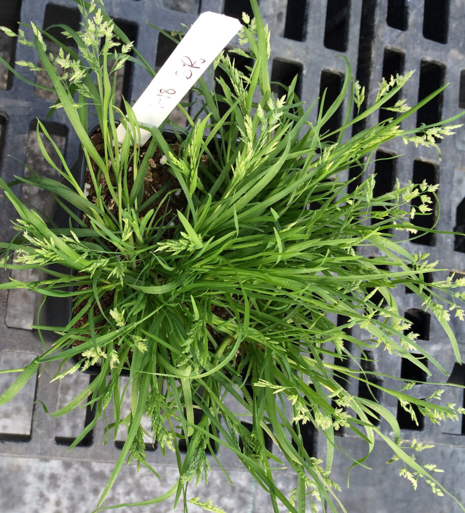 A clump of flowering grass with a research label