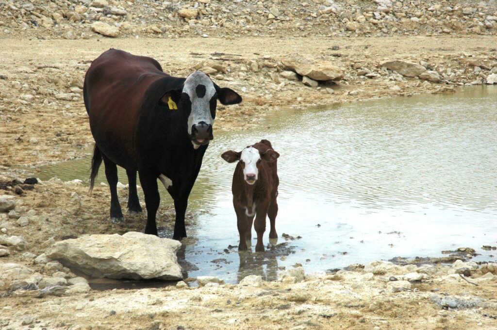 a cow and a calf  standing in a pond with low water