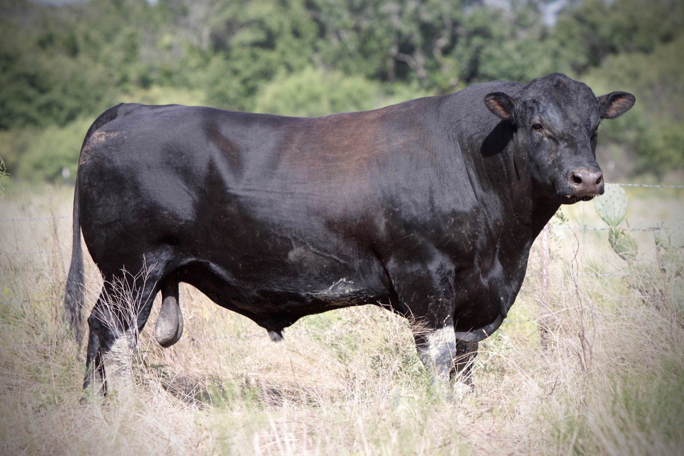 Black Angus bull in native ranchland setting