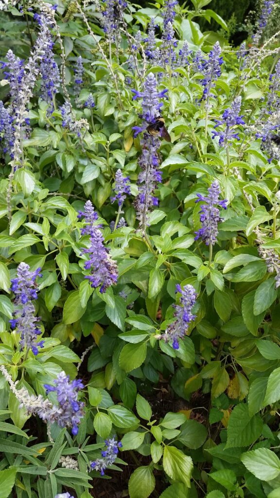 Mystic blue spires salvia plant with purple-blue clusters of flowers and green leaves.