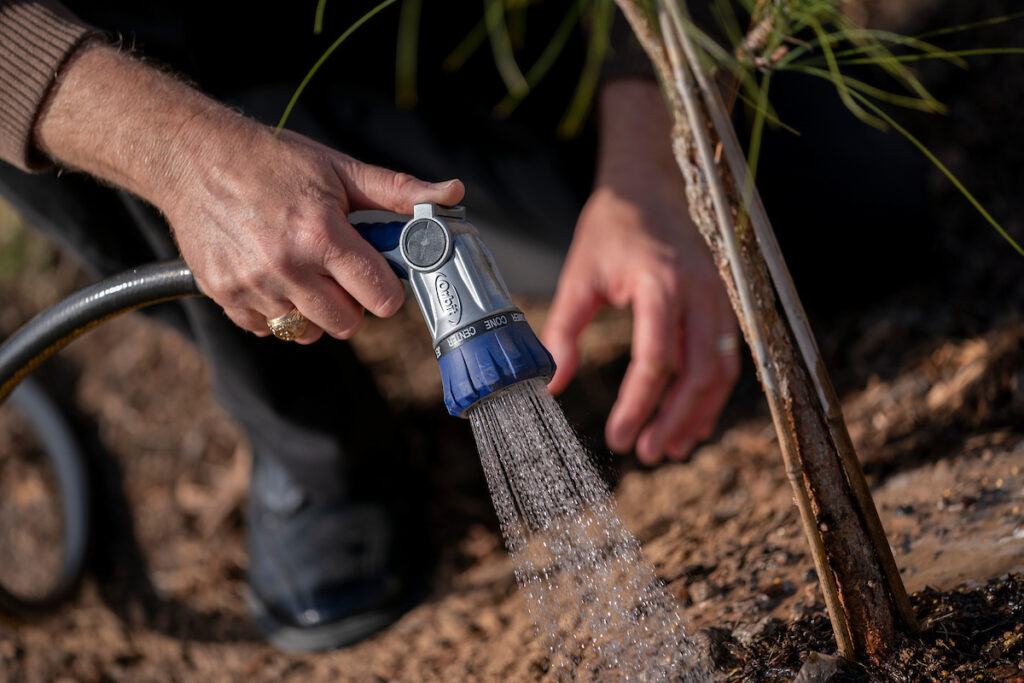 A nozzle on a hose watering the base of a tree. The person wears a maroon shirt but nothing but hands and arms are visible.
