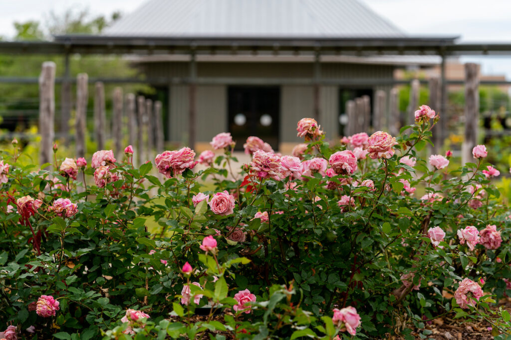 A rose bush with pink roses inside The Gardens at Texas A&M. 