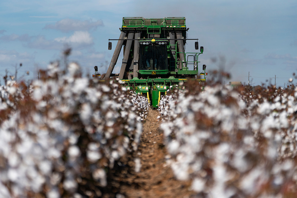 A cotton harvester moving through a field of cotton.