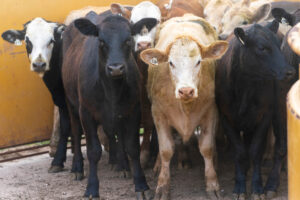 Cattle in a pen at a ranch.