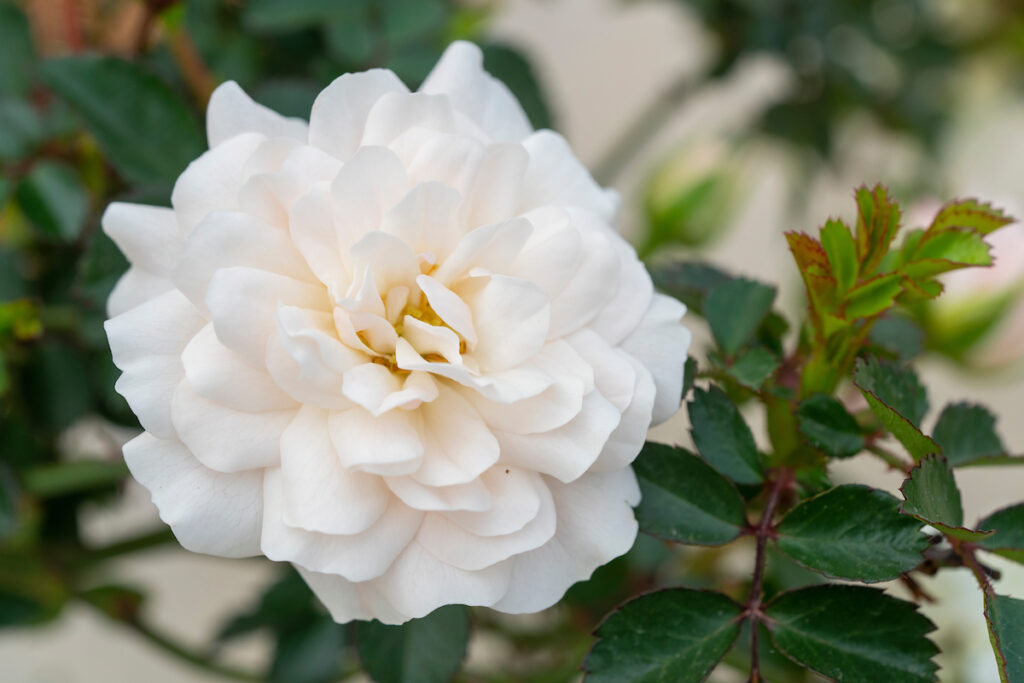 A white sea foam rose. 