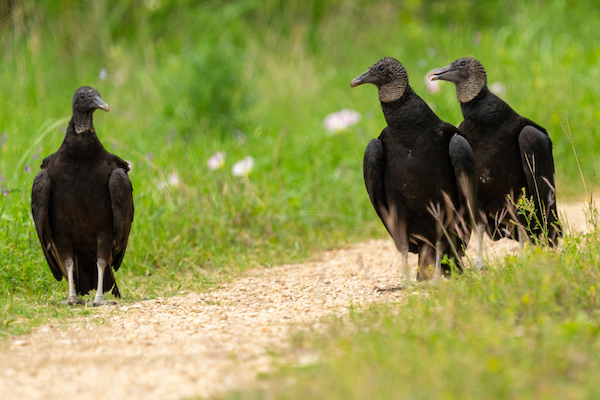 Three black vultures are standing in a pasture. A nuisance wildlife program on June 27 in Georgetown will feature ways to control black vultures.