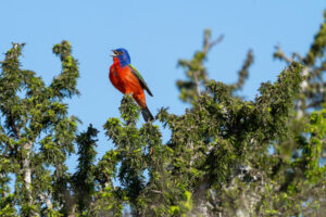 A painted bunting vocalizes in the top of a tree.