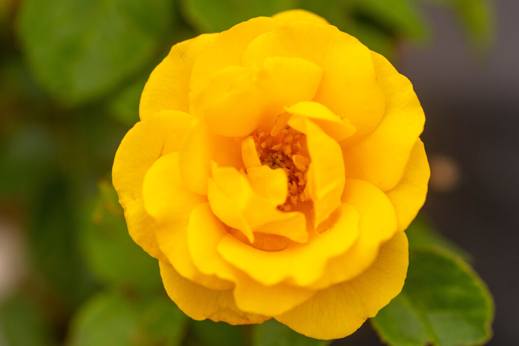 A yellow rose. 