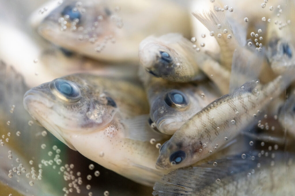 A grouping of dead fish in a container of fluid. 