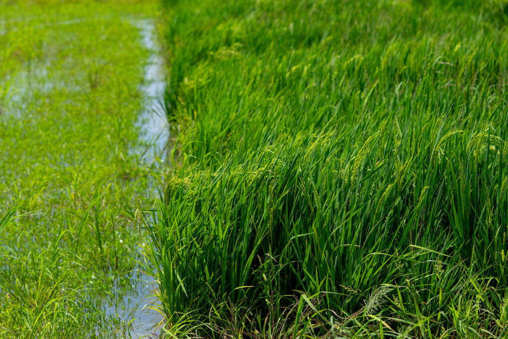 Rice plants in a field. Producers will hear the latest rice research and commodity market updates from agency experts during the June 25 Eagle Lake Rice Field Day. 