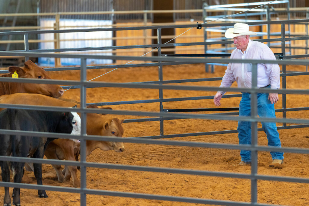 In one of the live demonstrations, a man in a white shirt and cowboy hat is in a pen with outstretched hands toward cattle in a corner.