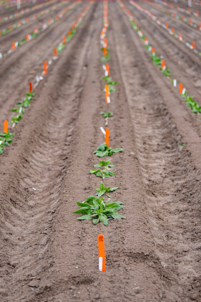 Rows of young spinach plants in a field. 