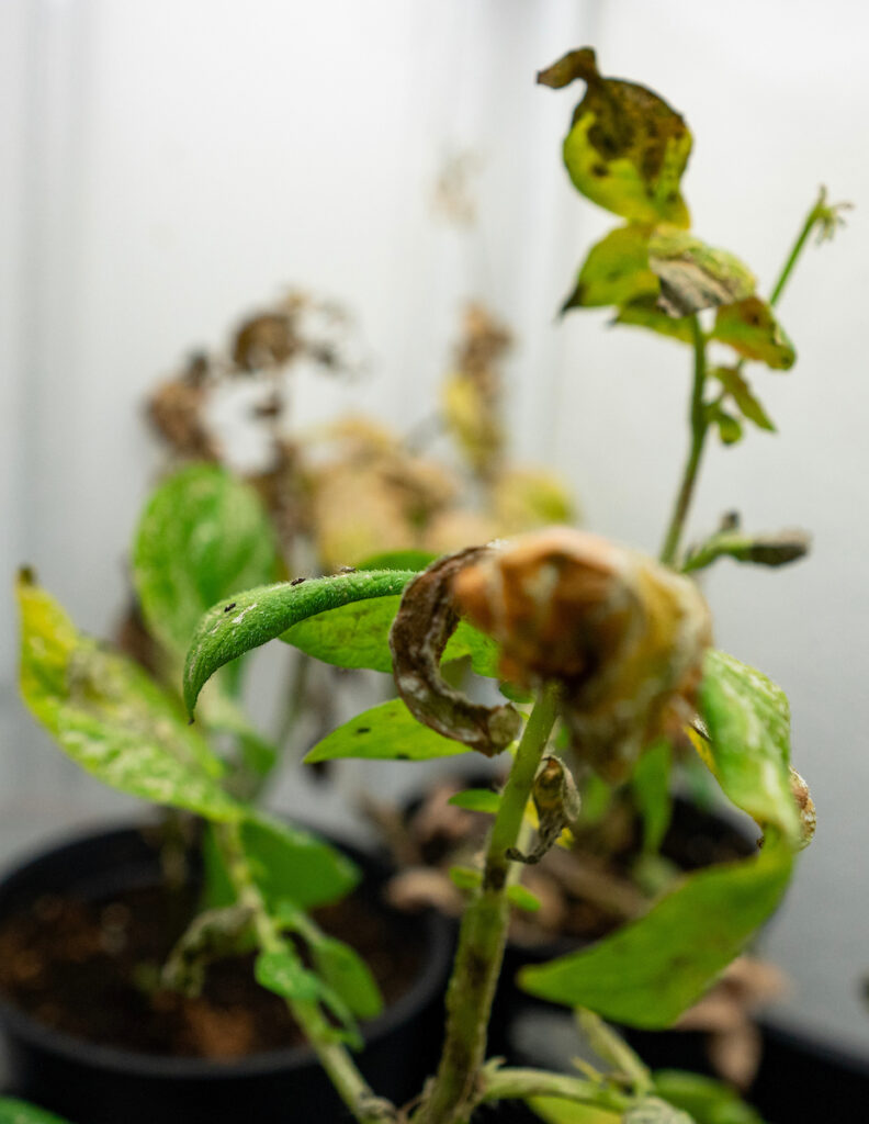 Potato plant showing injury from insect pests. 