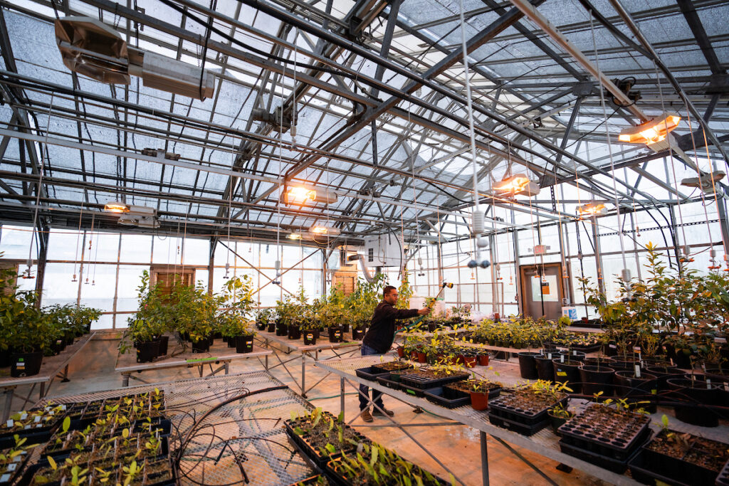 A researcher waters sapling citrus trees in a large greenhouse. 