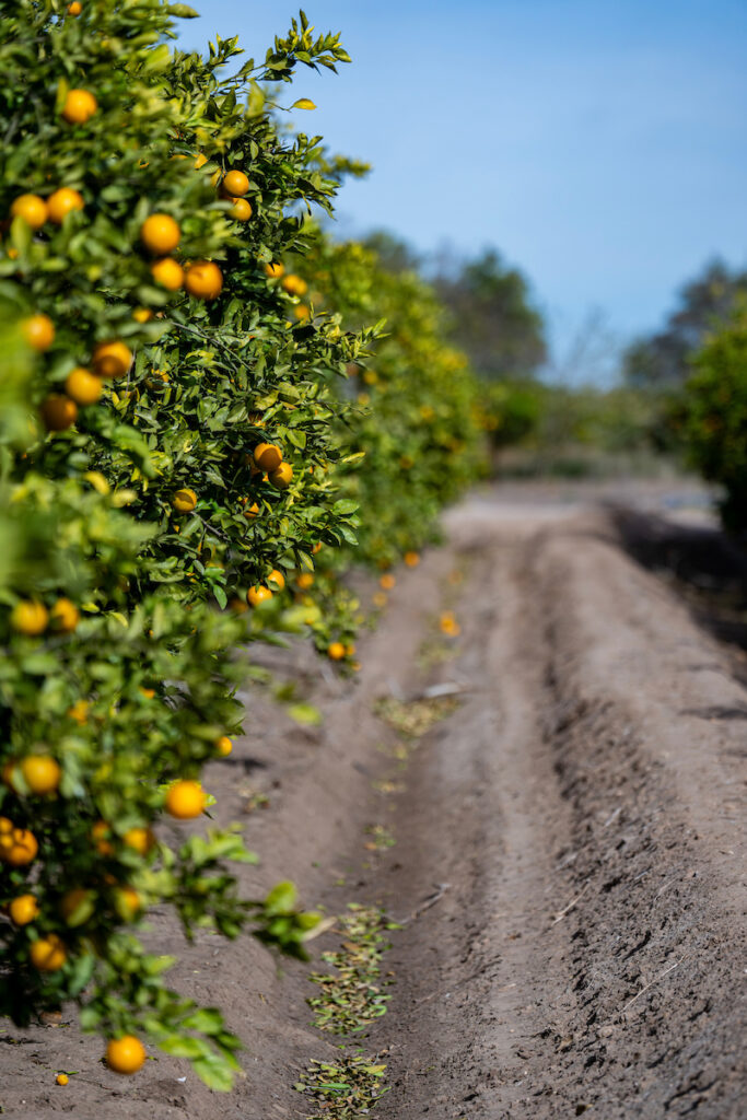 A row of grapefruit trees. 