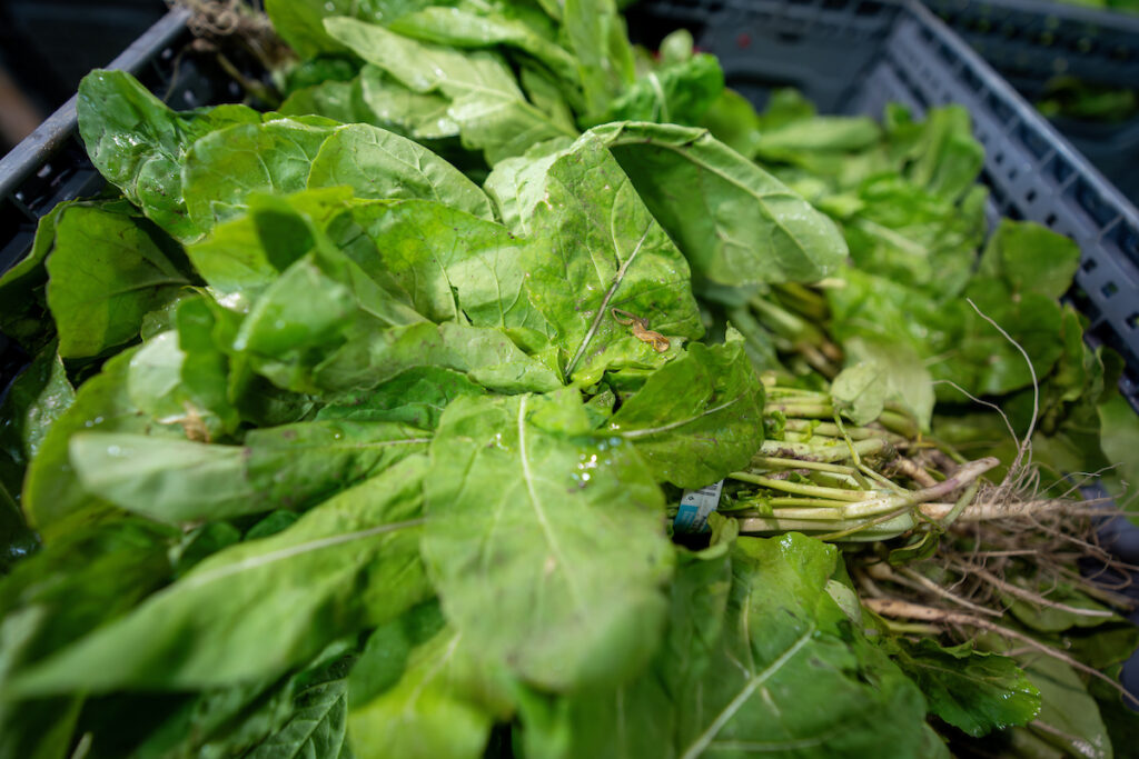 A bundle of lettuce lays on a table. Participants of the "Wisdom, Power and Control" diabetes management course beginning on June 18 in Waco will learn how to maintain their Type 2 diabetes by choosing healthier foods, like vegetables. 