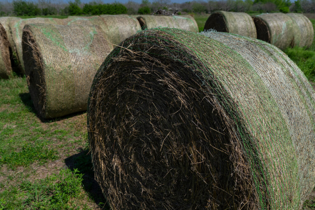 Bales of hay are in a pasture in Corpus Christi. A Soil and Crop Sciences crop field day on June 14 will feature topics on different areas of research, including integrated pest management, forages and soil management. 