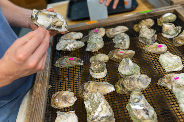 Hands adding tags to oyster shells