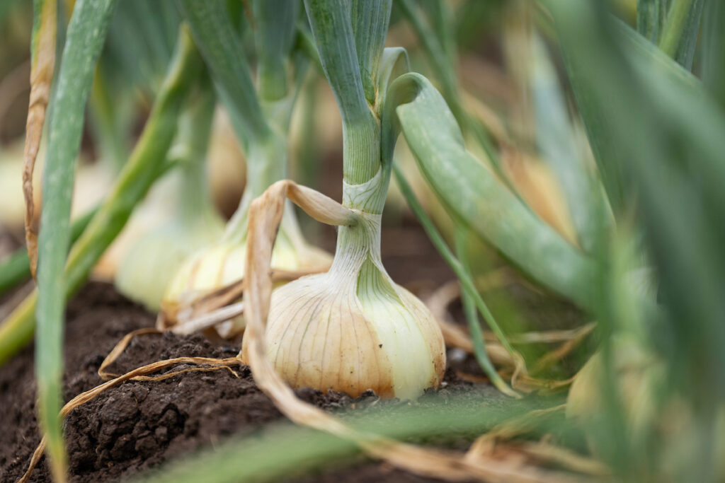 Onions growing in a field. 