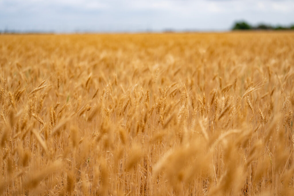 a field of golden wheat almost ready for harvest