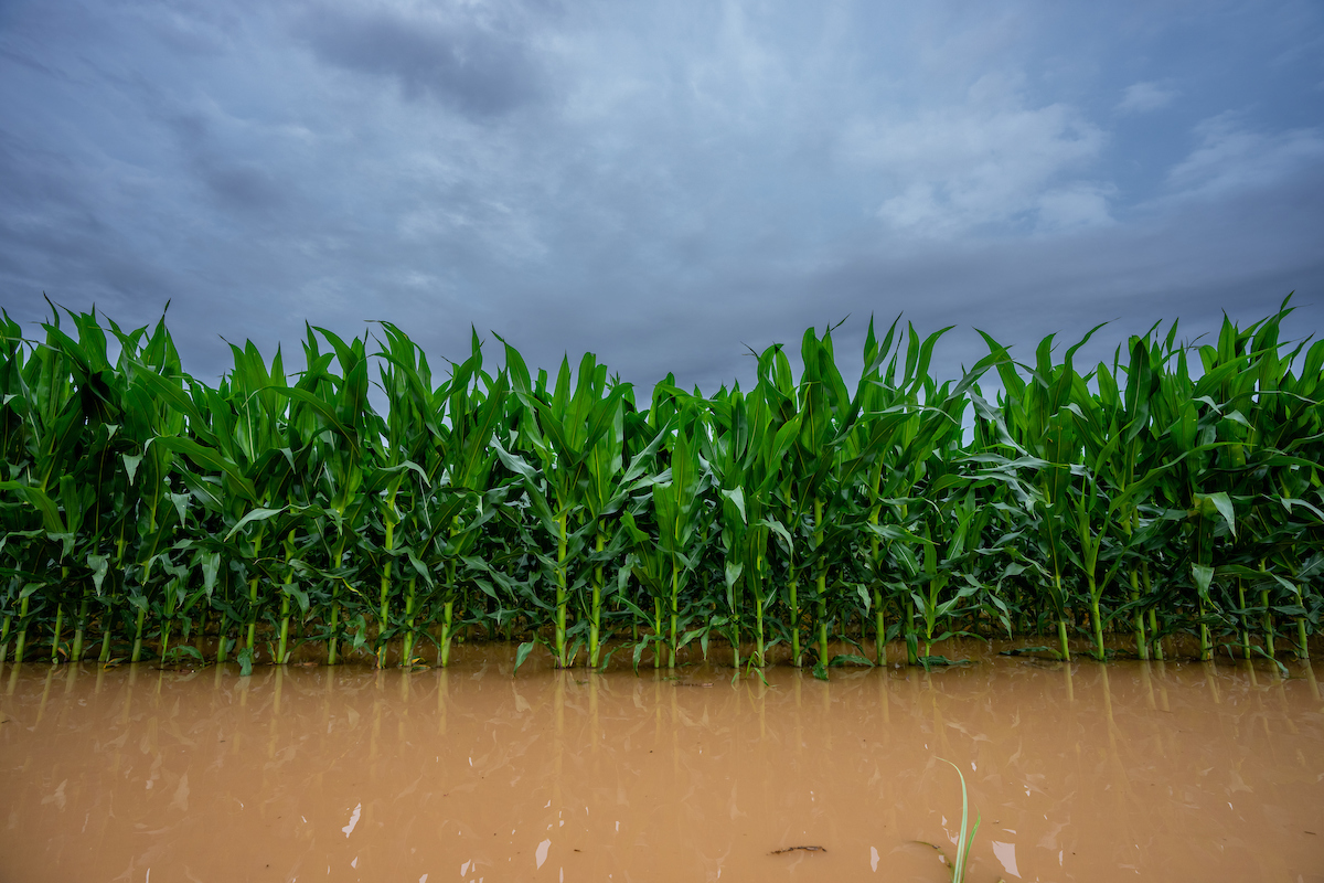 Texas agriculture a tale of rainfall haves and have-nots