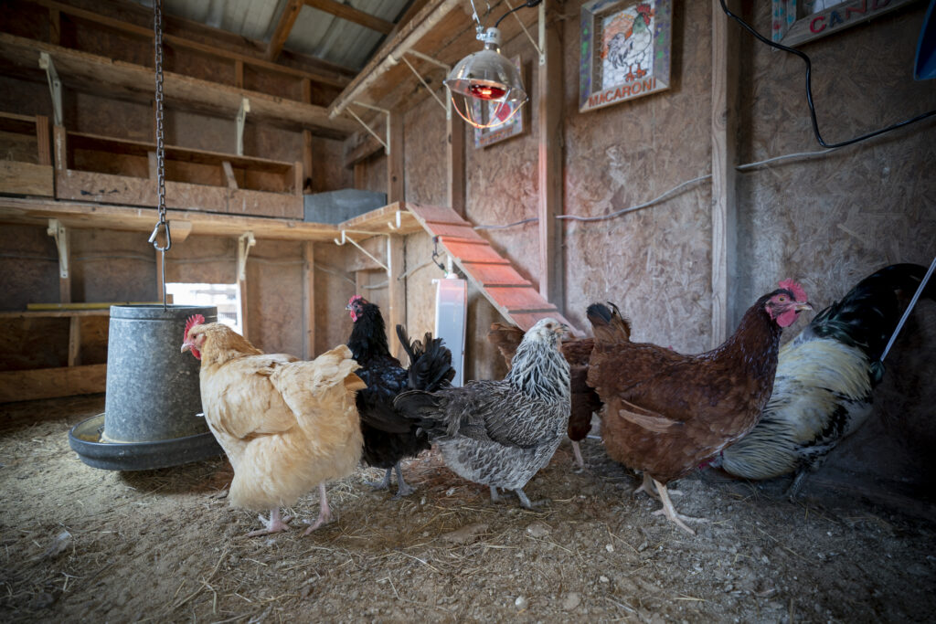 Interior of chicken coop with several different types of chickens