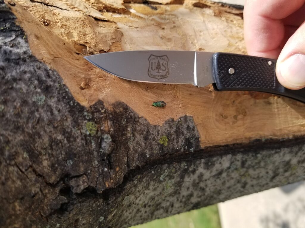 an open pocket knife lays across a layer of ash tree that has been cut into and just below the blade is a small green bug, an emerald ash borer