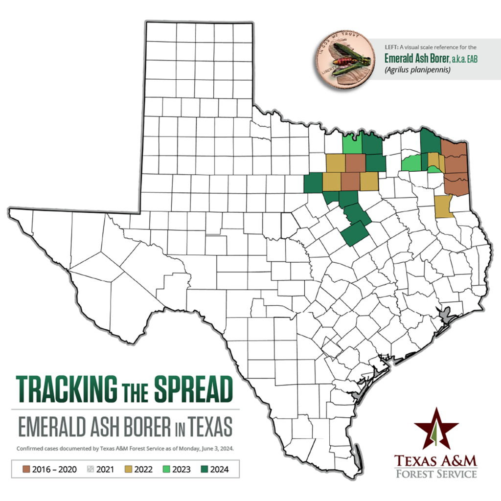 A map with different shades of green and brown in East Texas counties indicating the year emerald ash borer was confirmed with a Texas A&M Forest Service logo in the bottom corner
